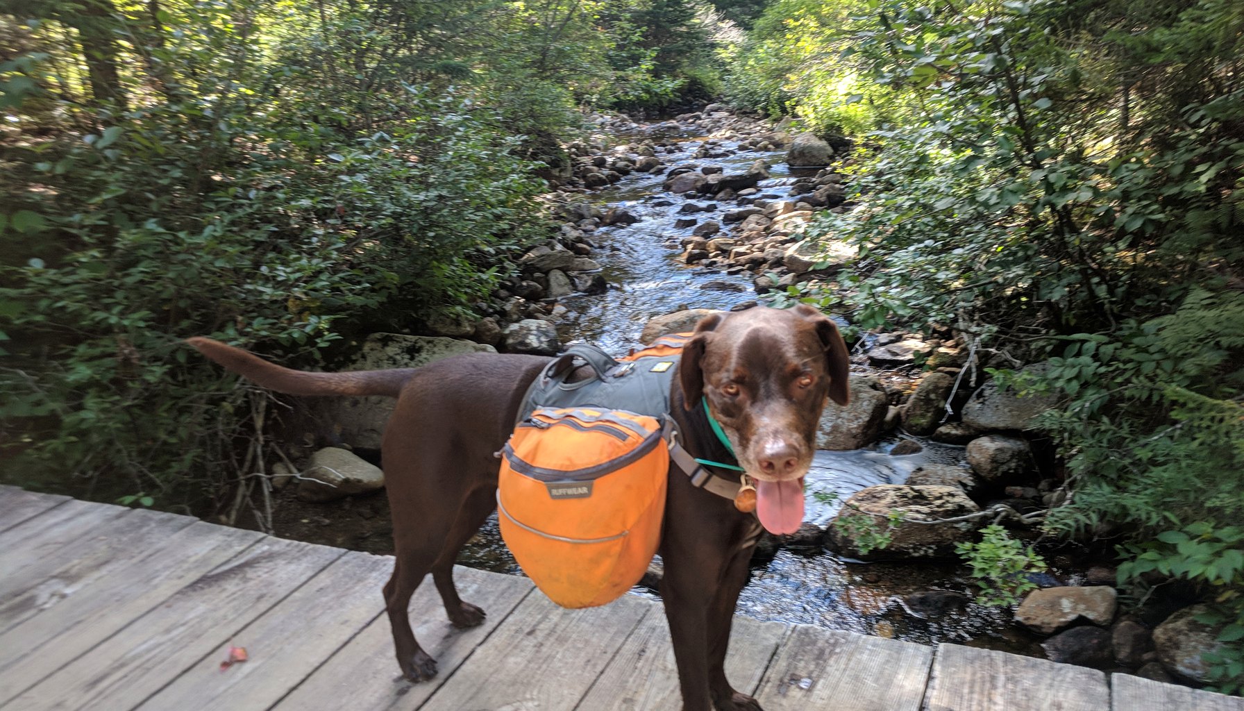 Hammock Camping With Your Dog: 4 Sleep Systems, Training & Setup