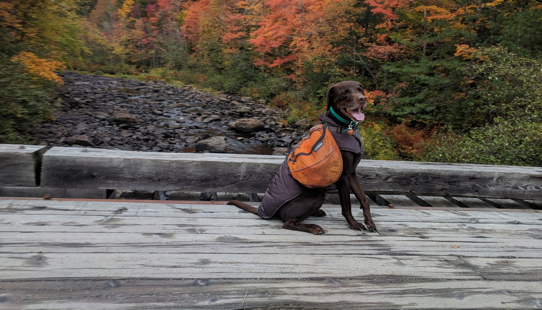 Best Dog Collar for Backpackers in 2026 (Waterproof, AT-Tested)